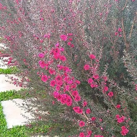 The Old School 度假居 *