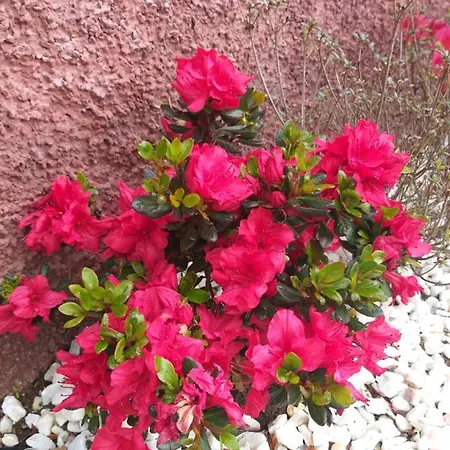 The Old School 칼례타