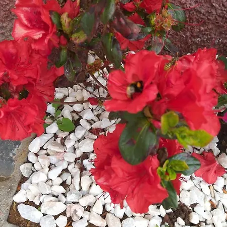 The Old School 칼례타