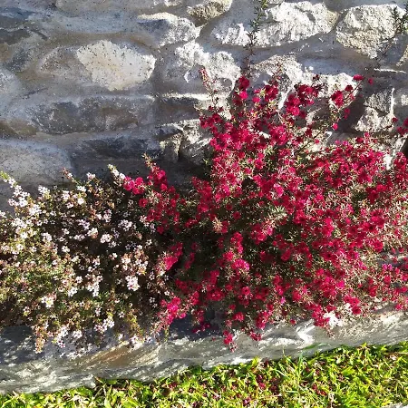 The Old School 펜션 *