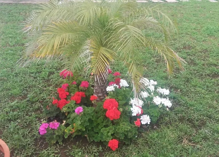 The Old School 卡列塔