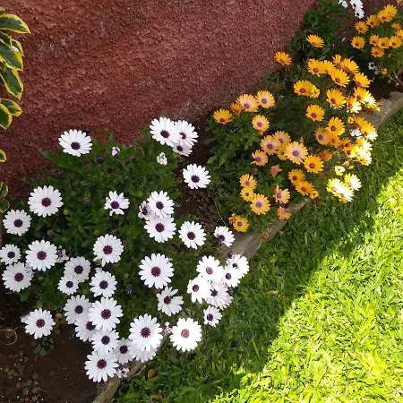 The Old School بيت للعطل كالهيتا