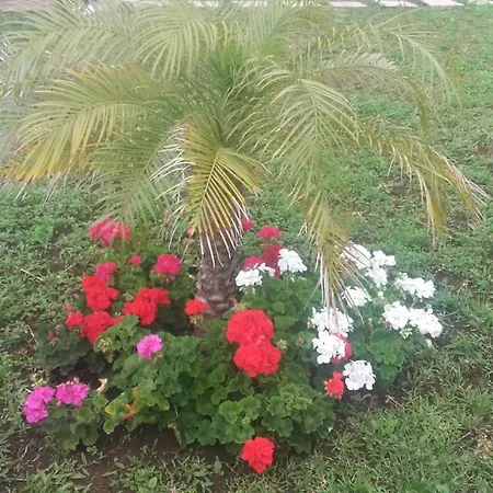 The Old School كالهيتا