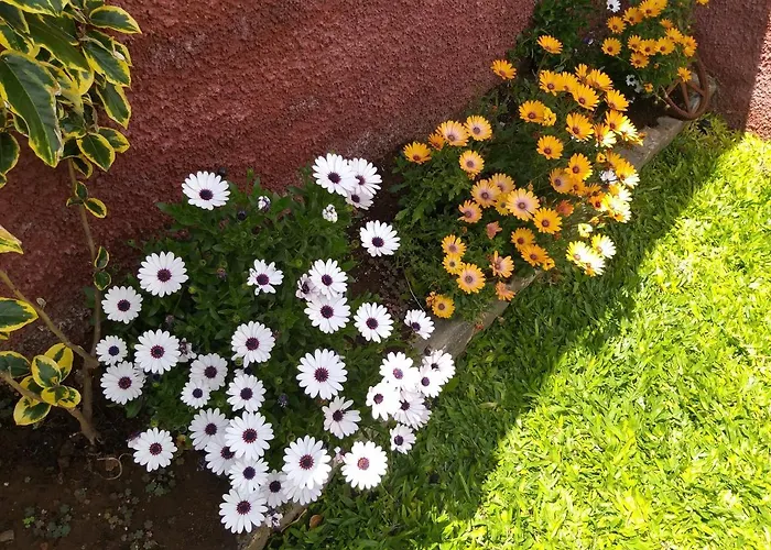 The Old School Dom wakacyjny Calheta (Madeira)