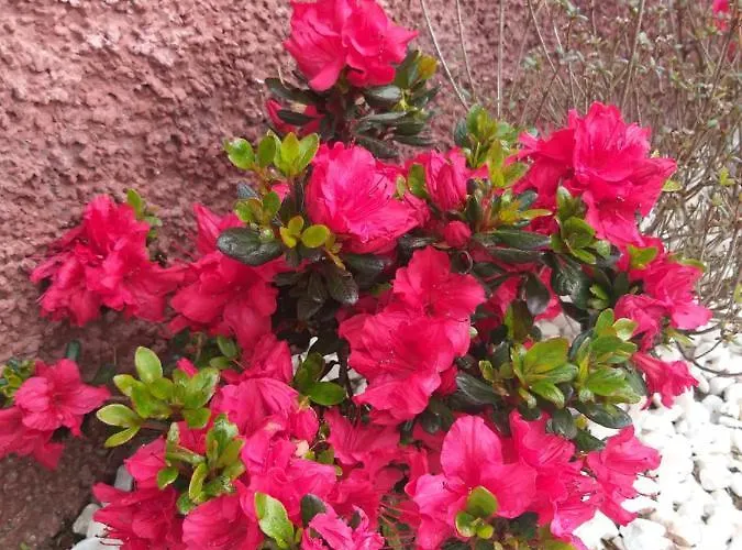 The Old School Calheta (Madeira)