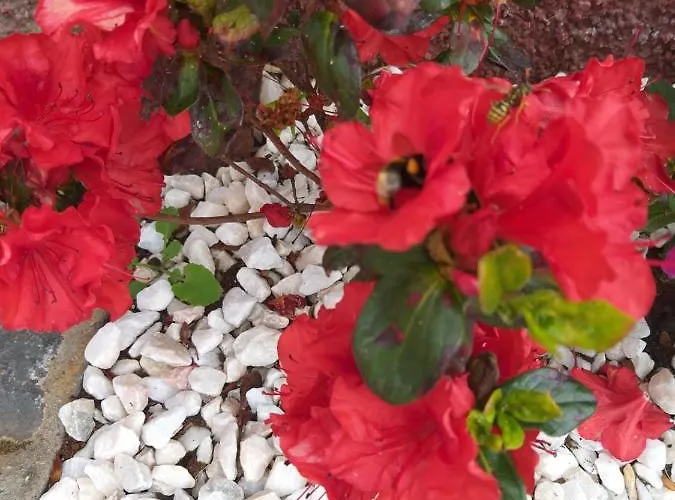 The Old School Calheta (Madeira)